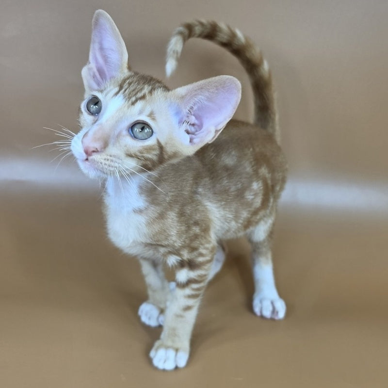 Xylan Oriental Shorthair male, red tabby mitted