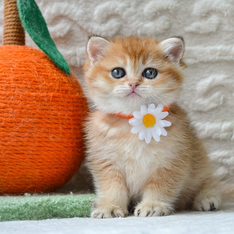 Claire British Shorthair female black golden shaded - live animals