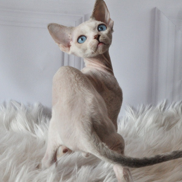 Tolik Devon Rex male, blue bicolour pointed