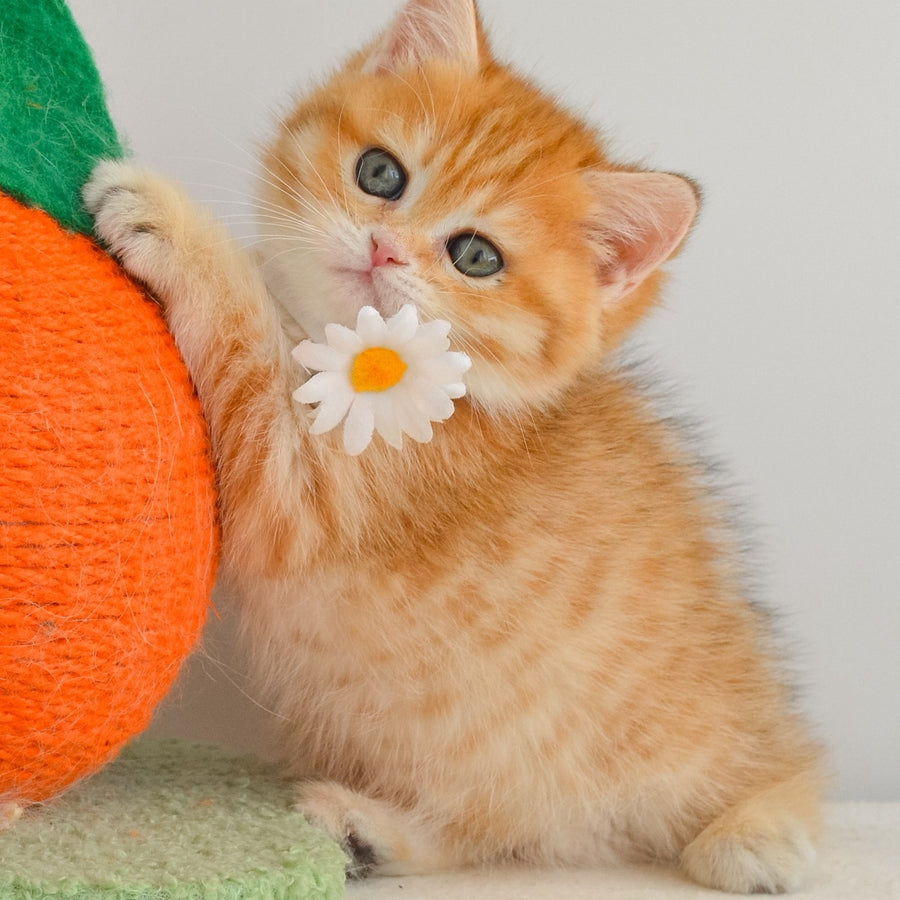 Ilani British Shorthair female, black golden spotted tabby