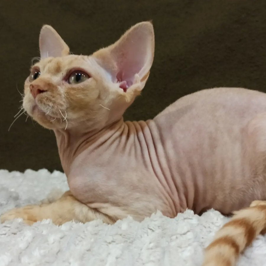 Edgar Devon Rex male, red bicolour tabby