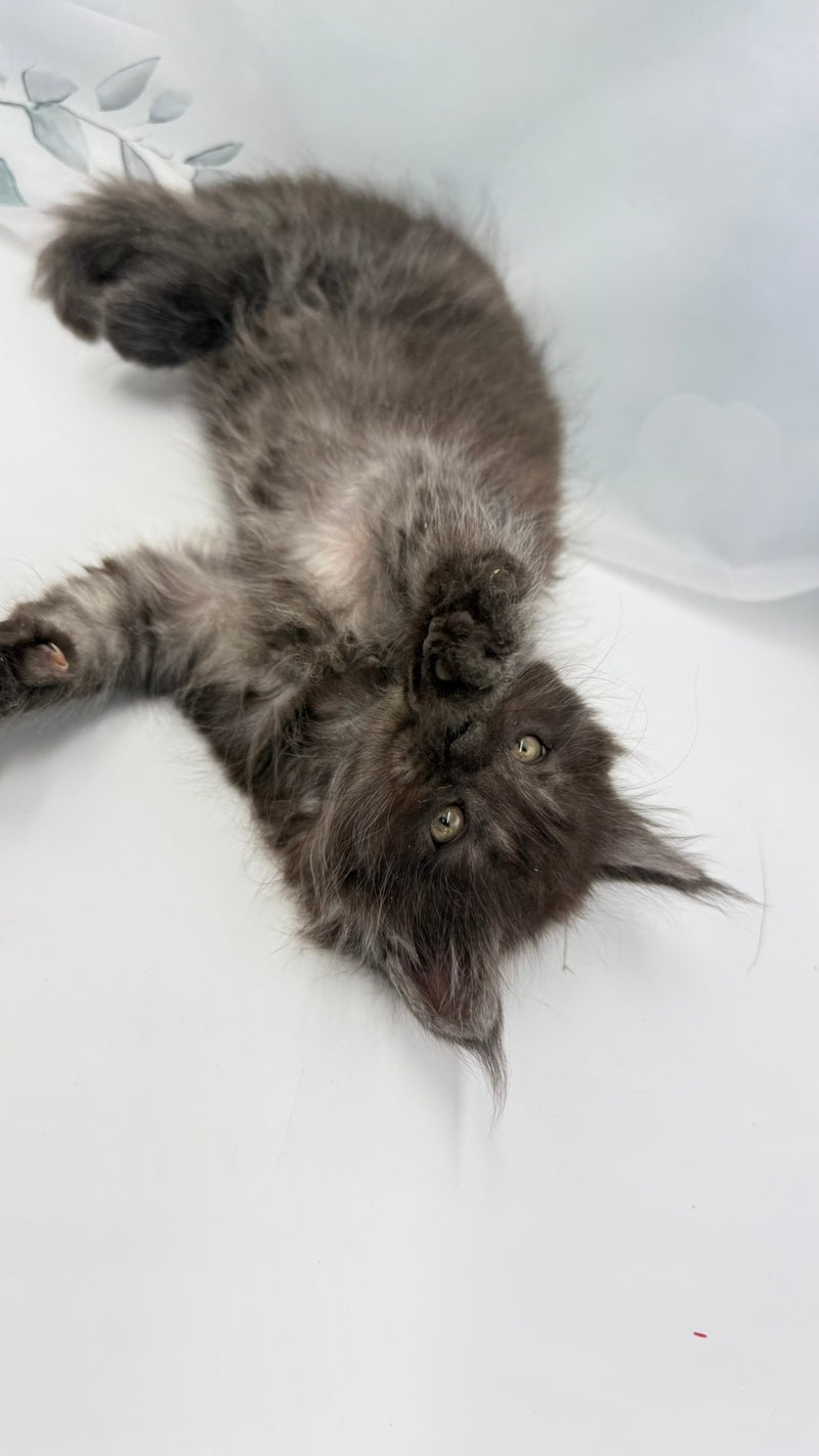 Amadest Maine Coon male, black silver