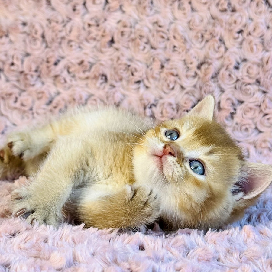 Golden Prince British Shorthair male, cinnamon golden shaded
