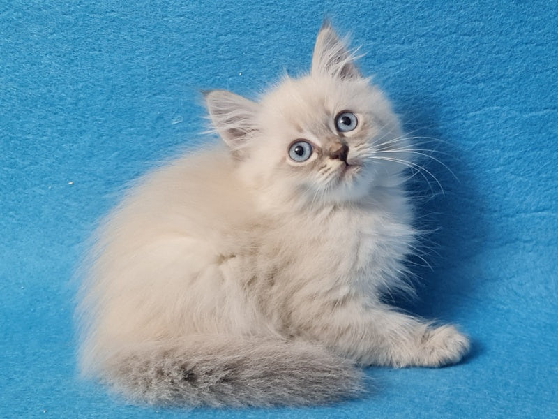 Angel Siberian male blue tabby pointed - live animals