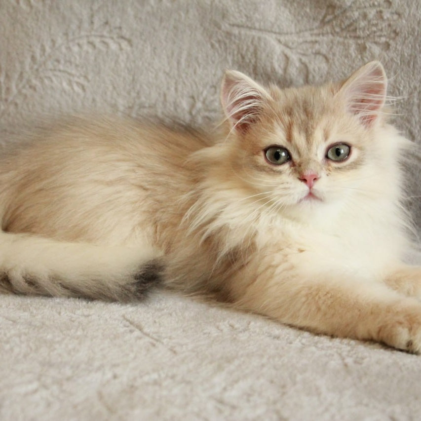 Kaiser British Longhair male, blue golden chinchilla