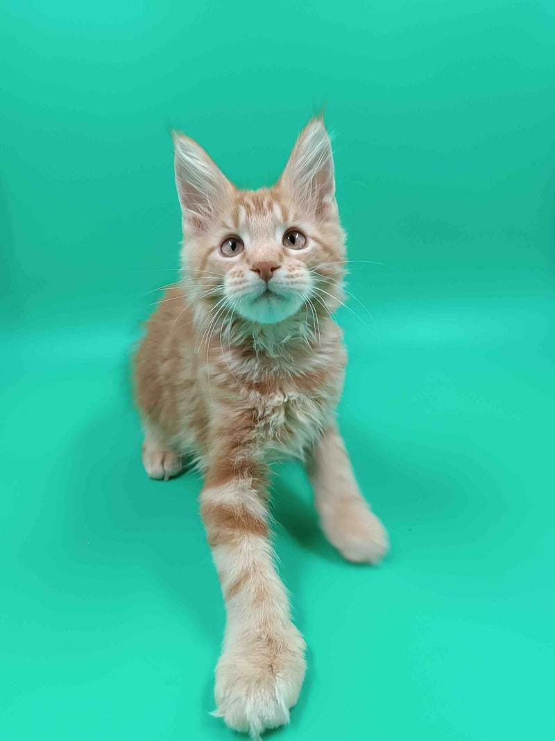Rich Maine Coon male, red tabby