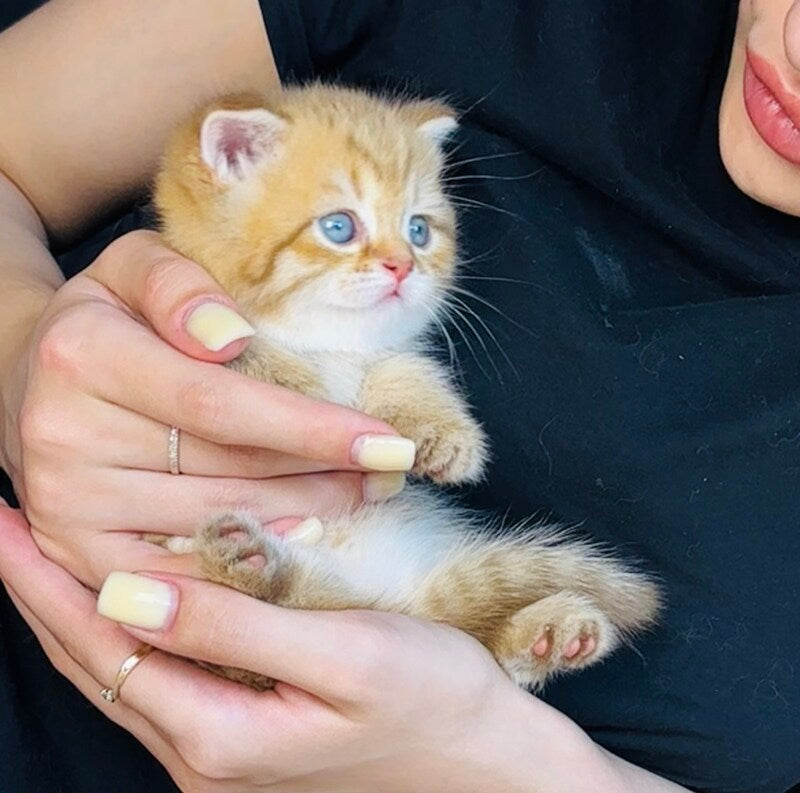 Evelyn British Shorthair female, cinnamon golden spotted tabby