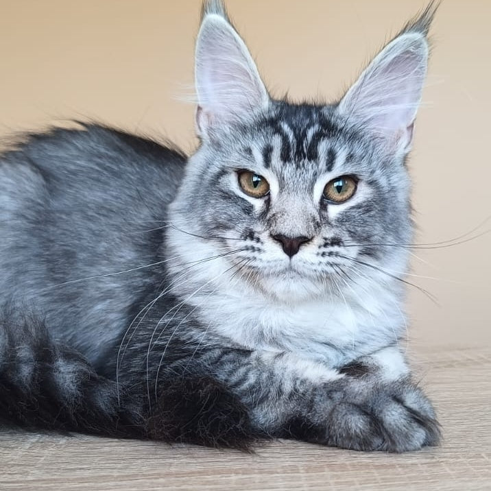 Darsia Maine Coon female, black silver ticked tabby
