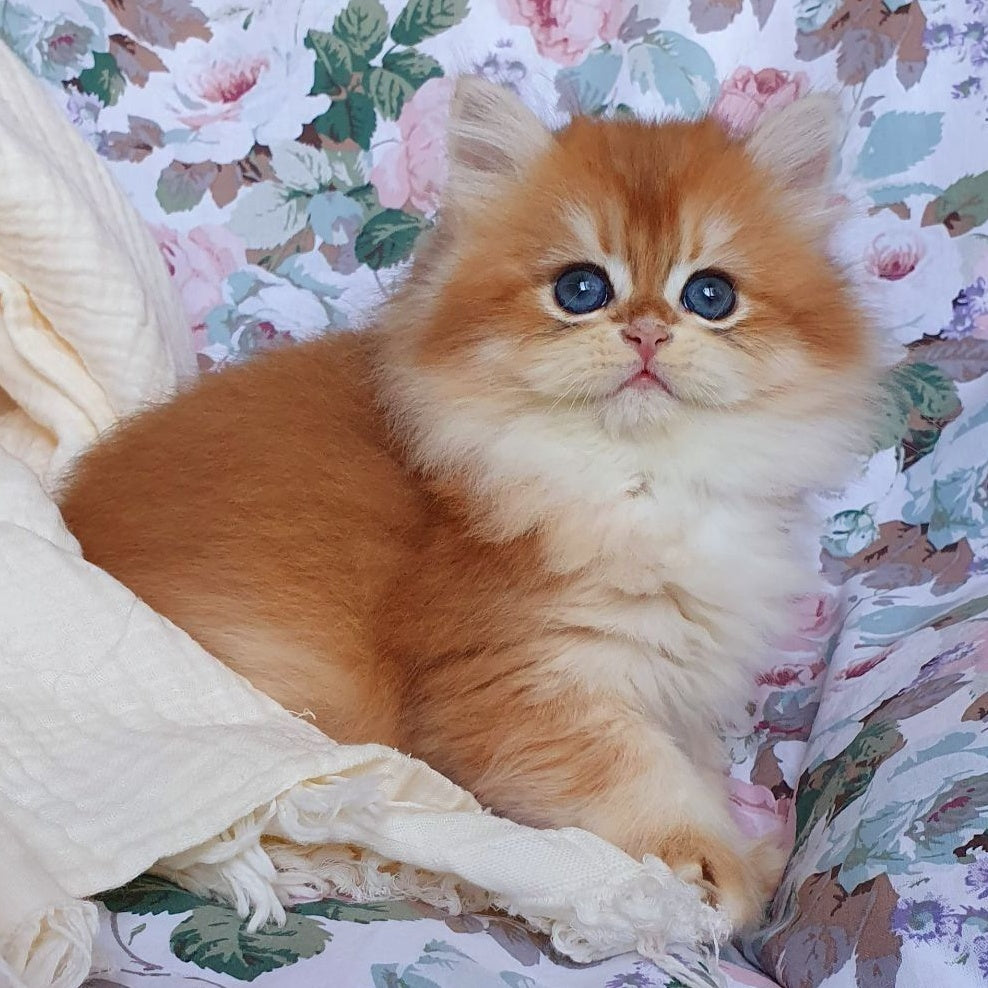 Anita British Longhair female, black golden chinchilla