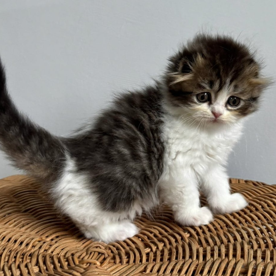 Kash Scottish Fold female, black tabby bicolour