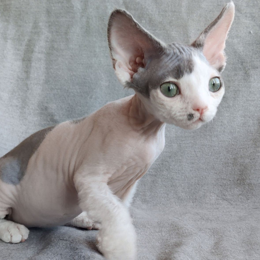 Merilyn Devon Rex female, blue harlequin