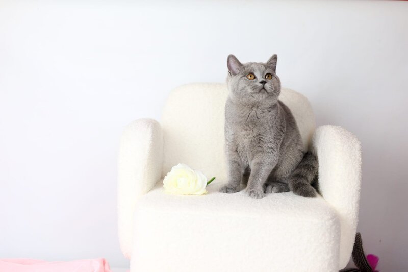Miranda British Shorthair female blue - live animals