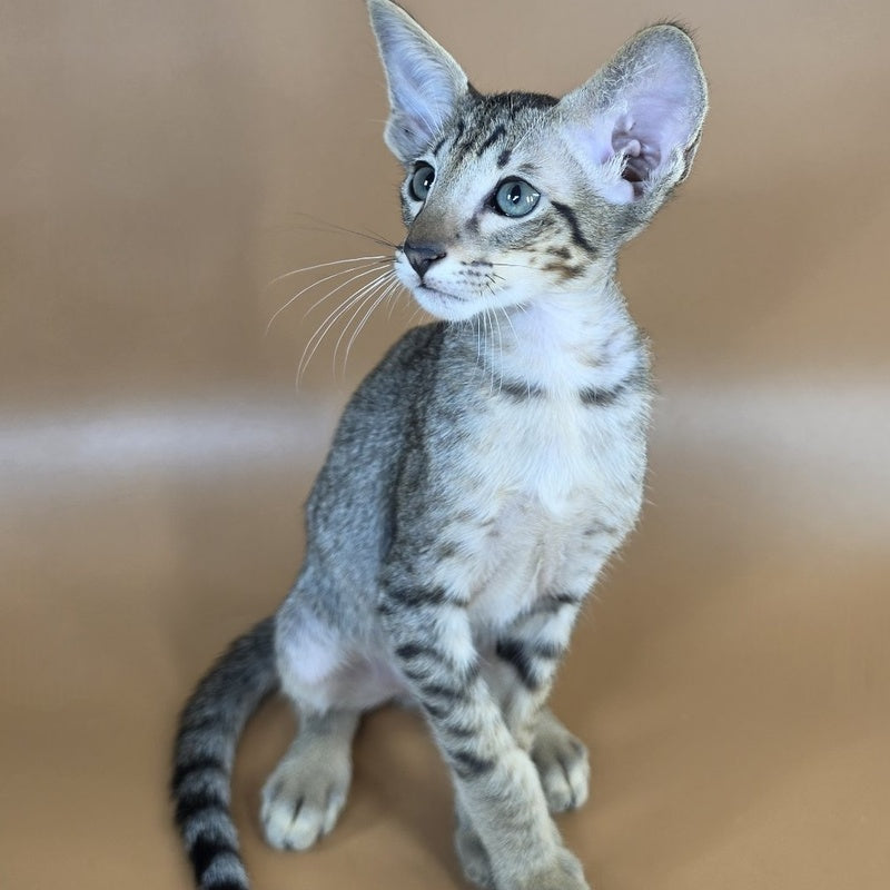 Yukio Oriental Shorthair male, black spotted tabby