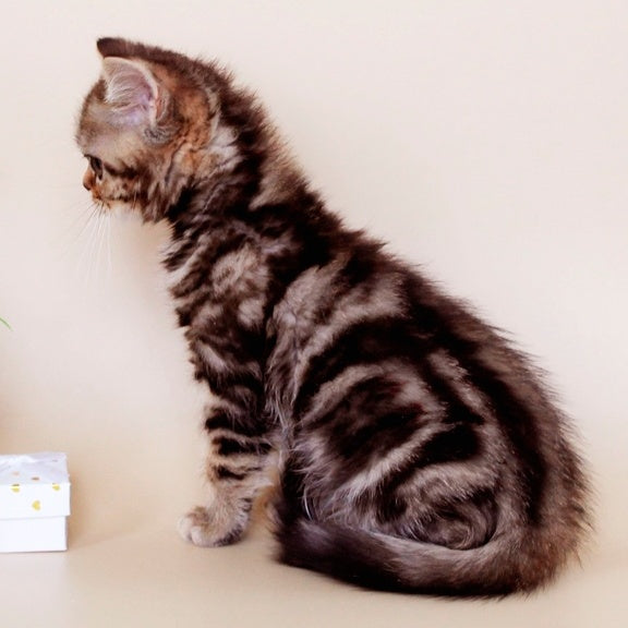 Willie British Shorthair male, black tabby