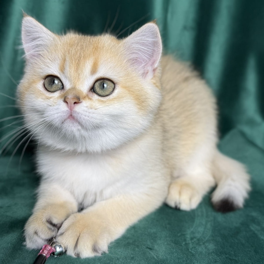 Eliya Scottish Straight female, black golden shaded