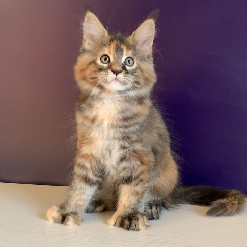 Rafaela Maine Coon polydactyl 6x6x6x6 female, black tortie tabby