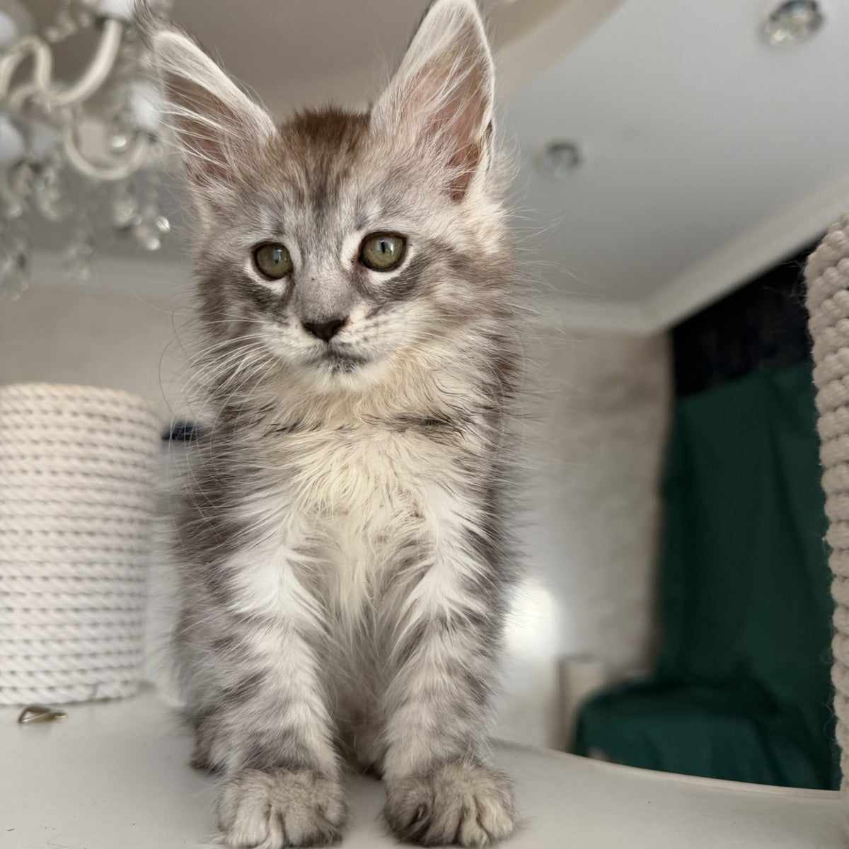 Dofrina Maine Coon female, black silver tabby