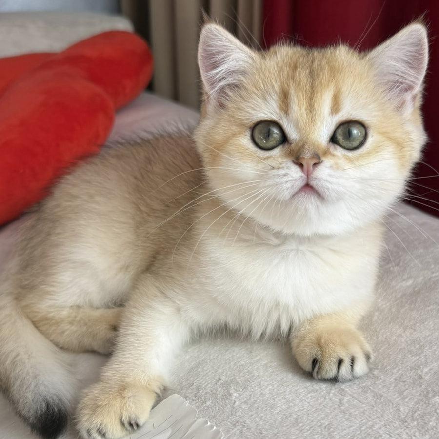 Elvira Scottish Straight female, black golden shaded