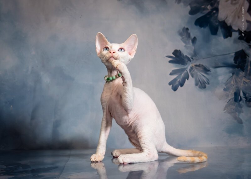 Ice Berry Devon Rex male red pointed - live animals