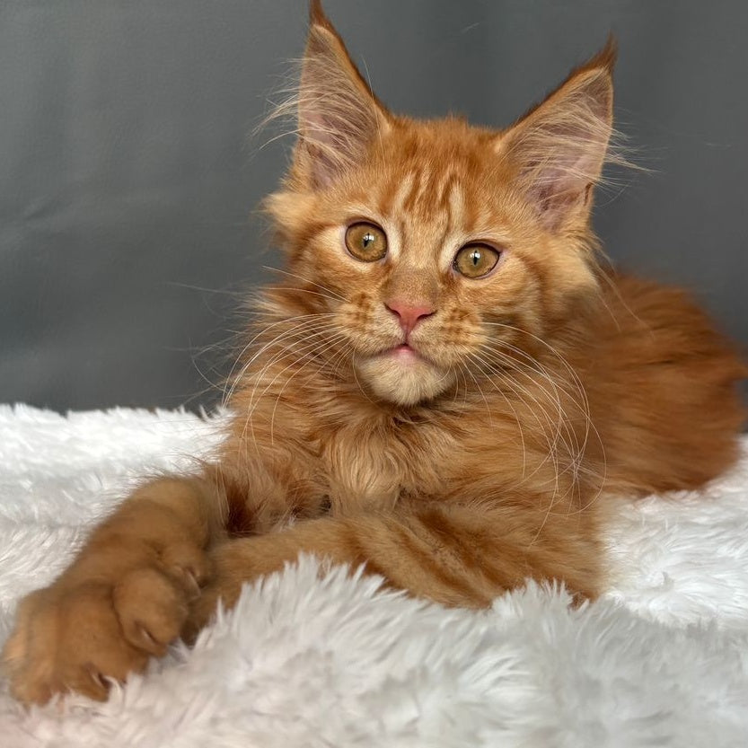 Irvin Maine Coon male, red