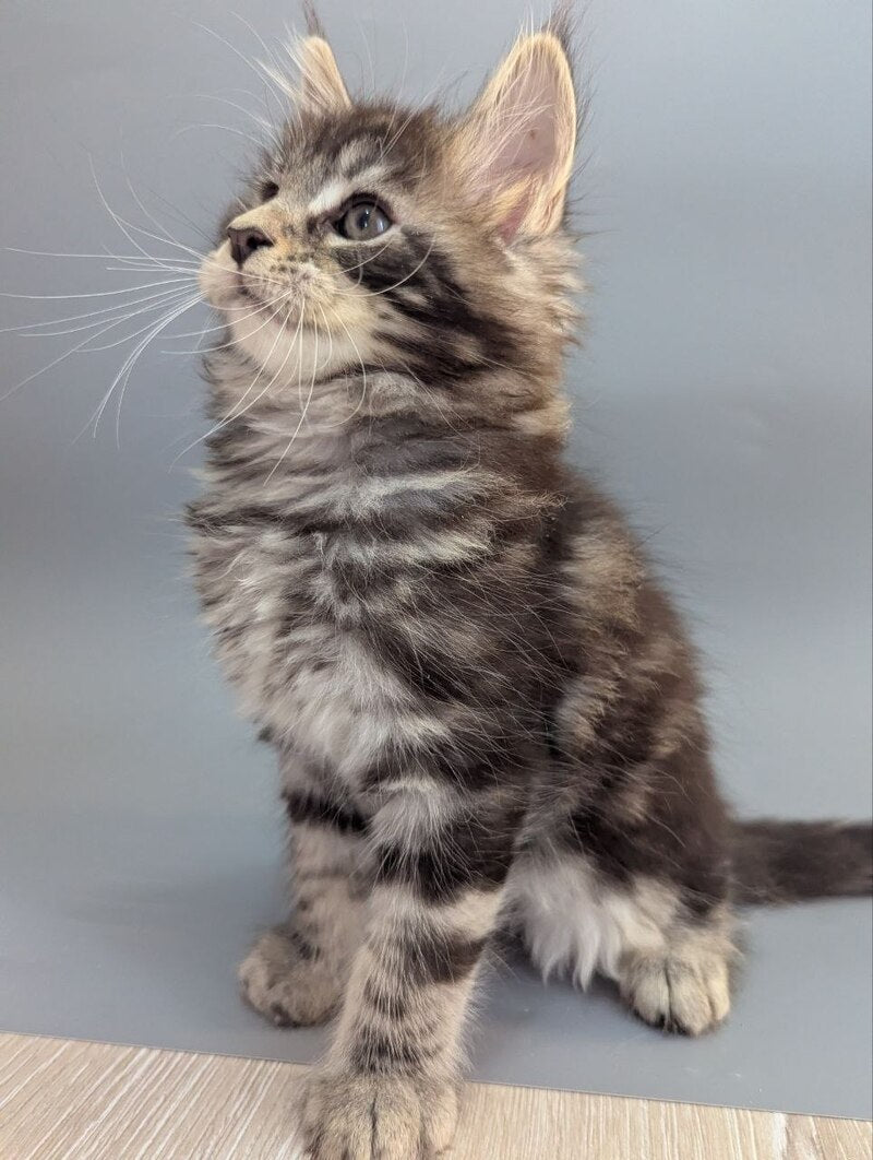 Hugo Maine Coon male black silver tabby - live animals