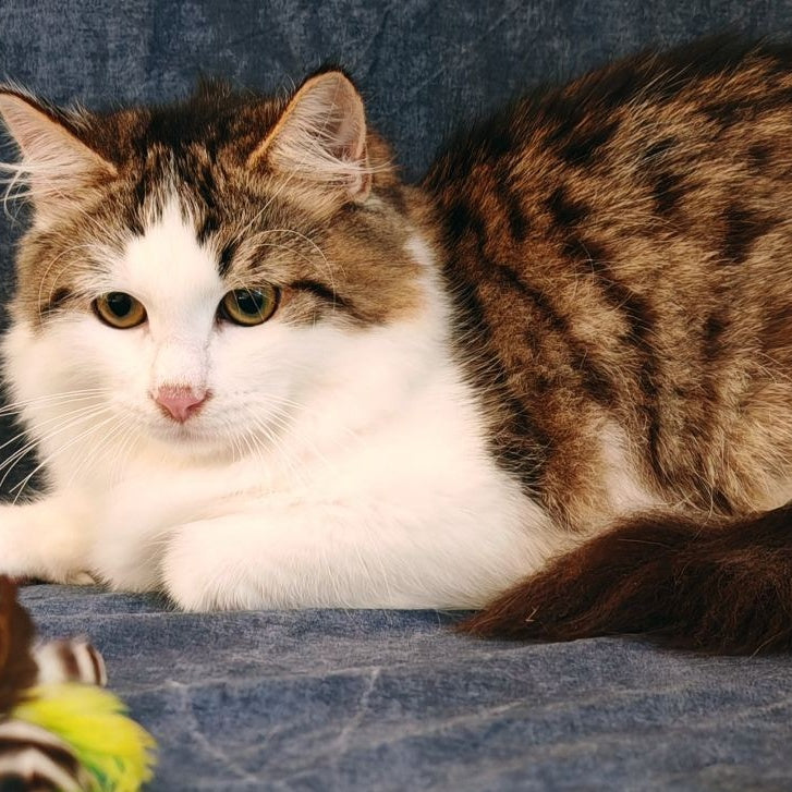 Puchlik Siberian male, red bicolour spotted tabby
