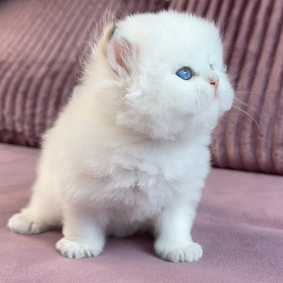 Imperial Leo British Longhair male, blue golden chinchilla pointed