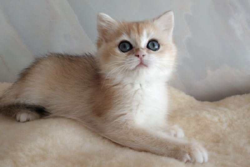 Bailey British Shorthair female, black golden chinchilla
