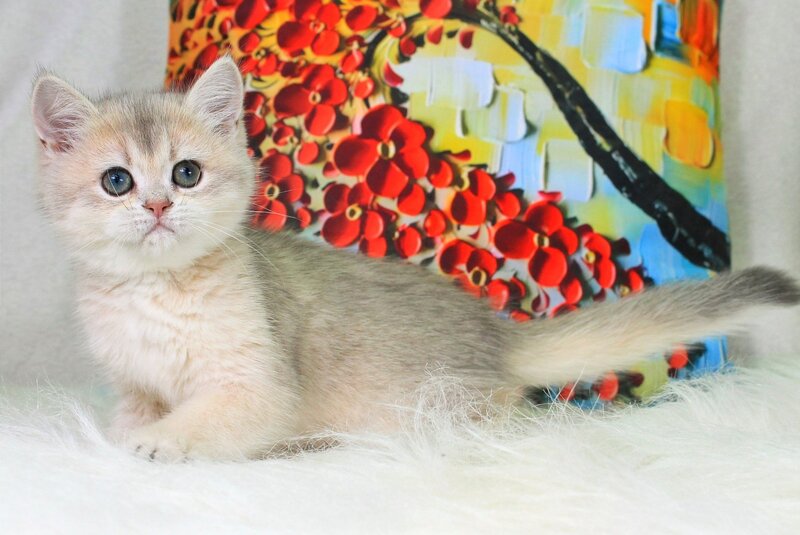 Princess British Shorthair female blue golden shaded - live animals
