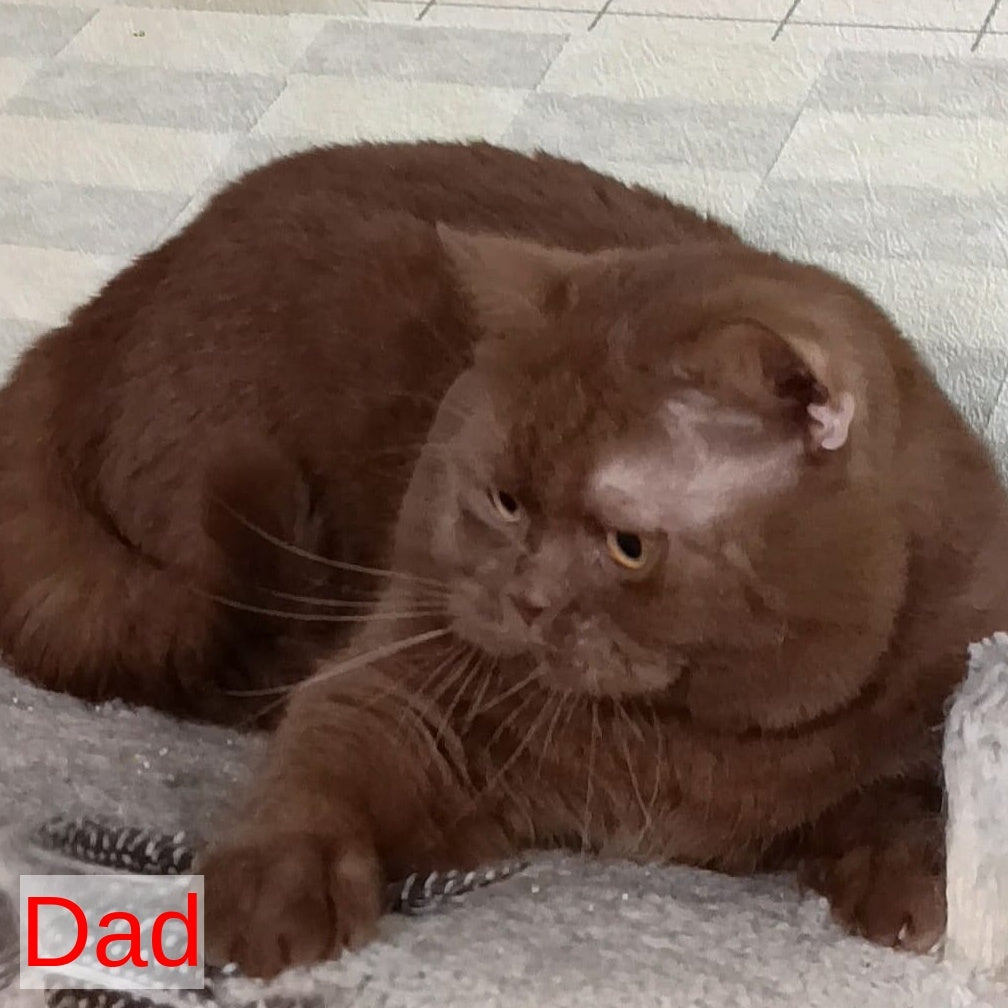 Madlen British Shorthair female, cinnamon