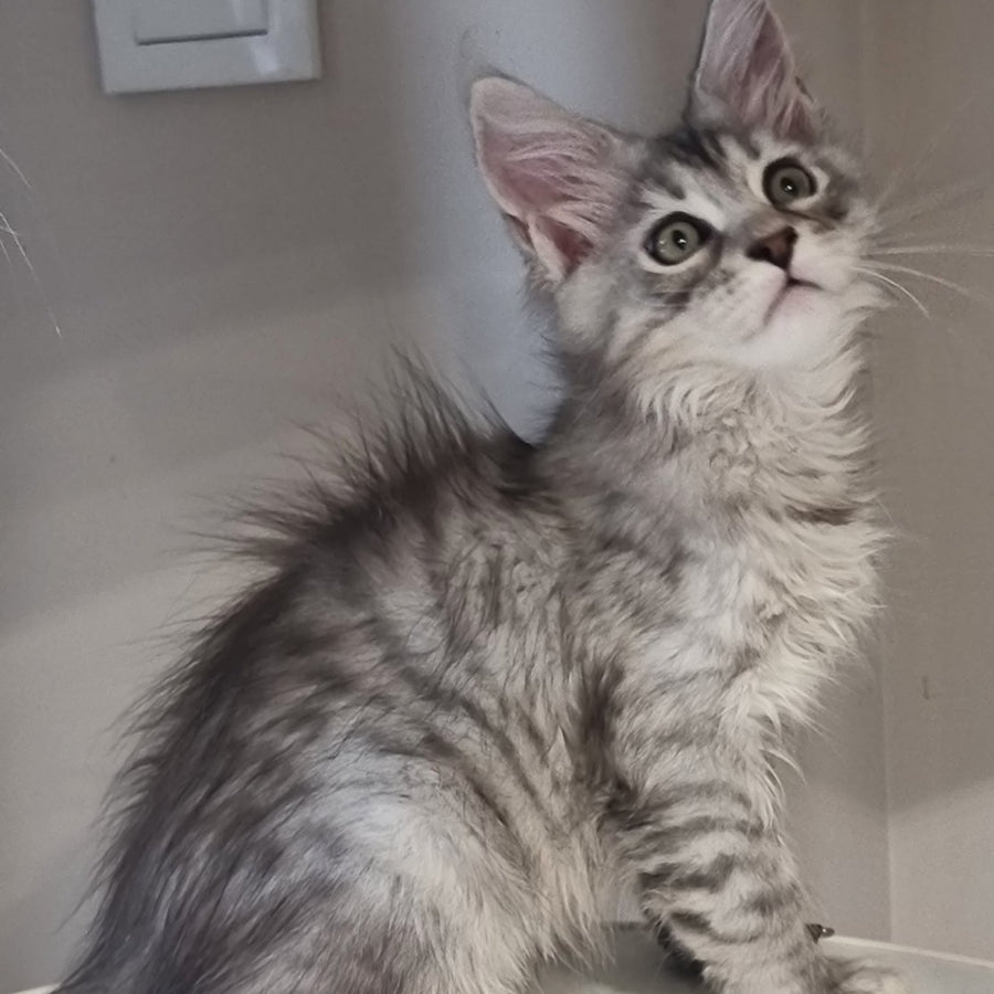 Elit Maine Coon male, black silver spotted tabby