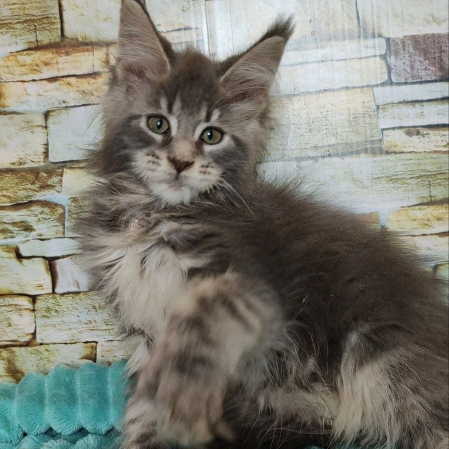 Xana Maine Coon polydactyl 6x6x6x6 female, blue tabby