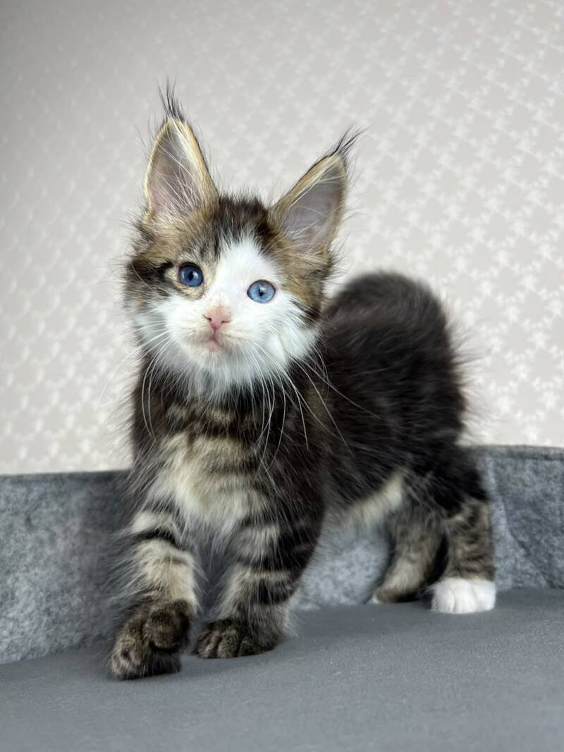 Penelope Maine Coon female, black tabby with white