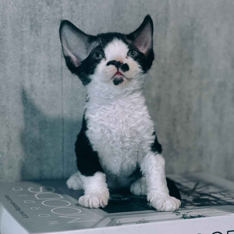 Max Devon Rex male, black bicolour