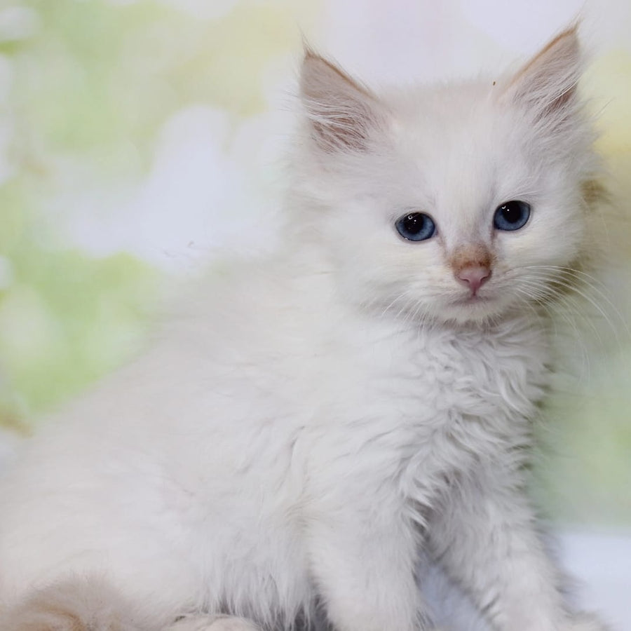 Orion Siberian male, red tabby pointed