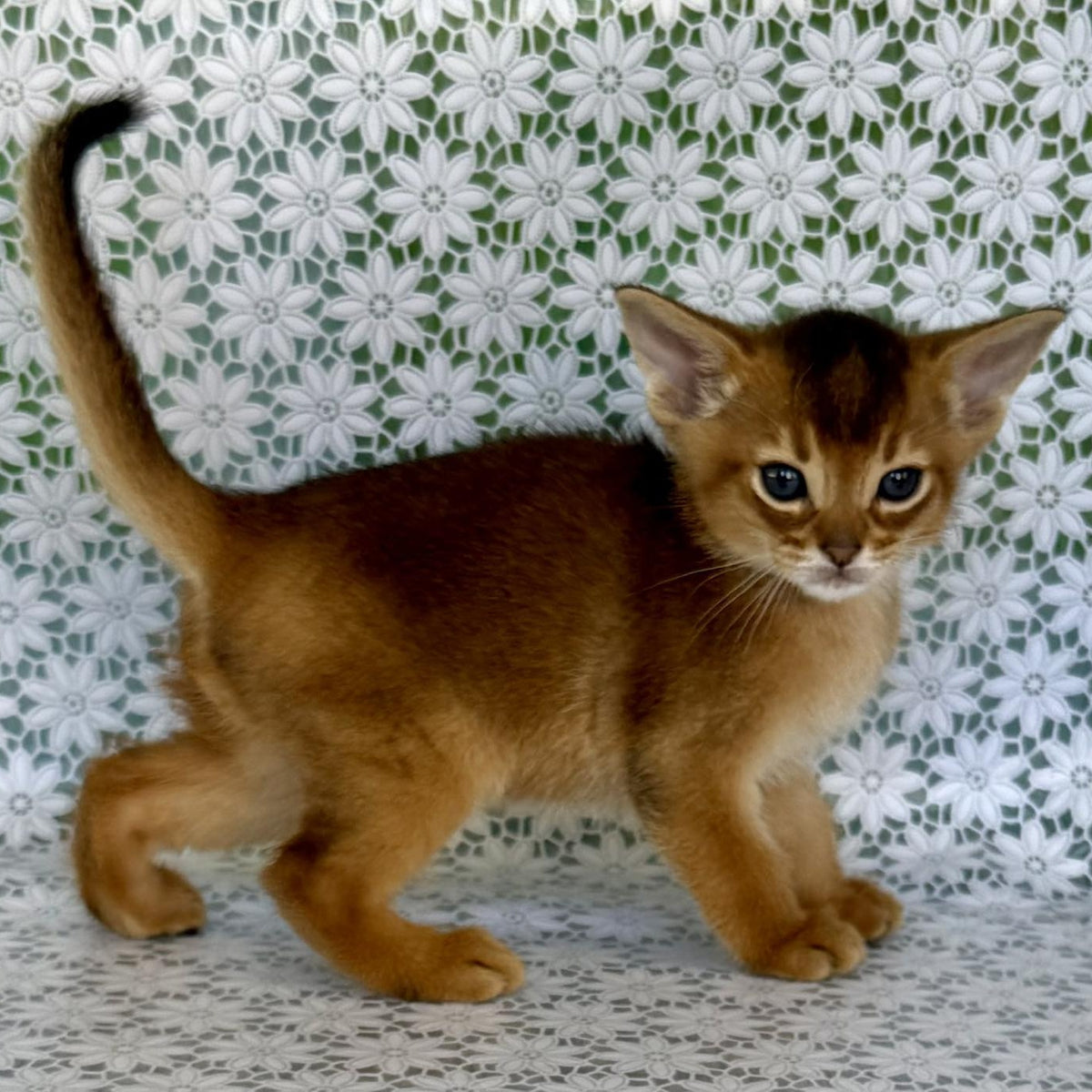 Halif Abyssinian male, ruddy