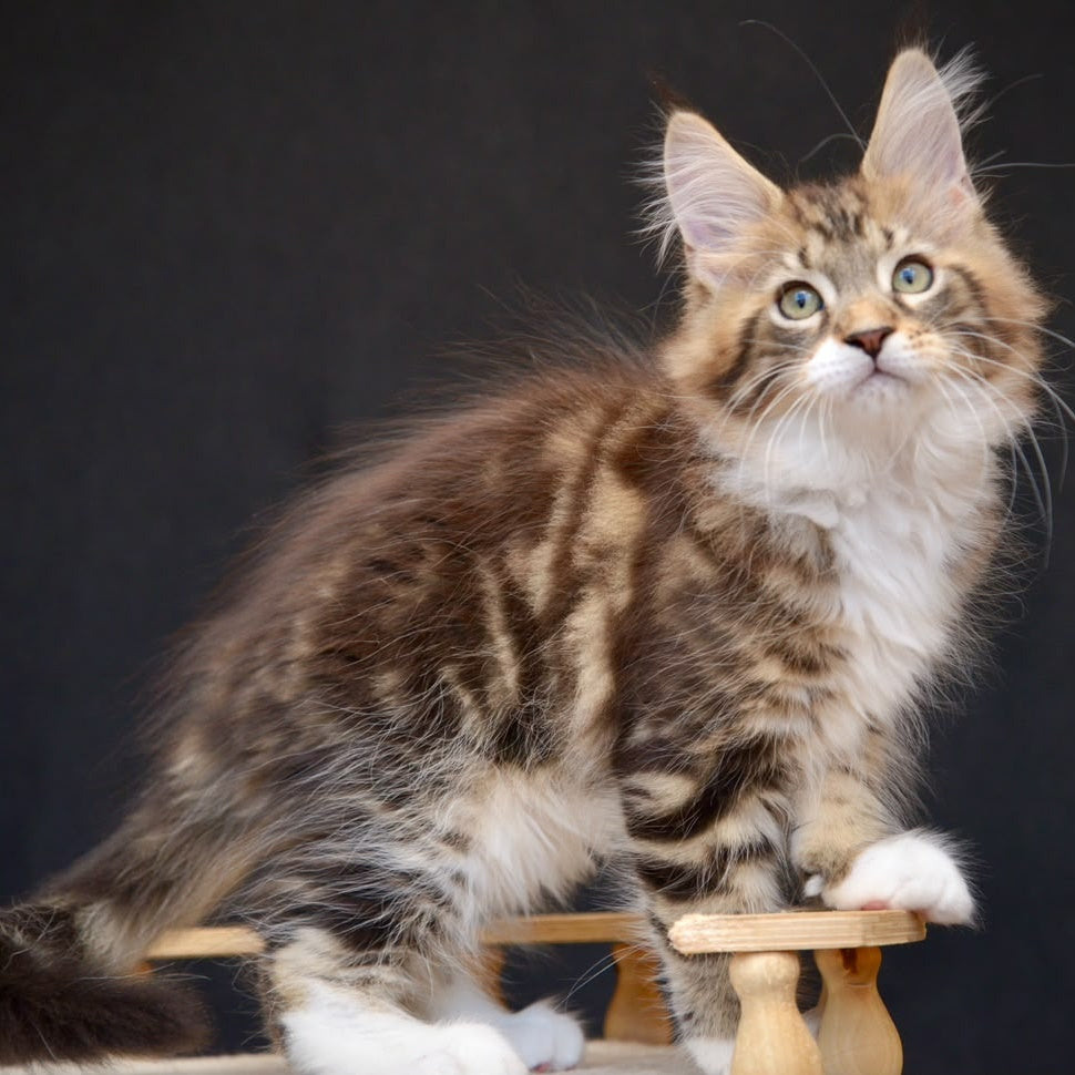 Zeus Maine Coon male, black with white tabby