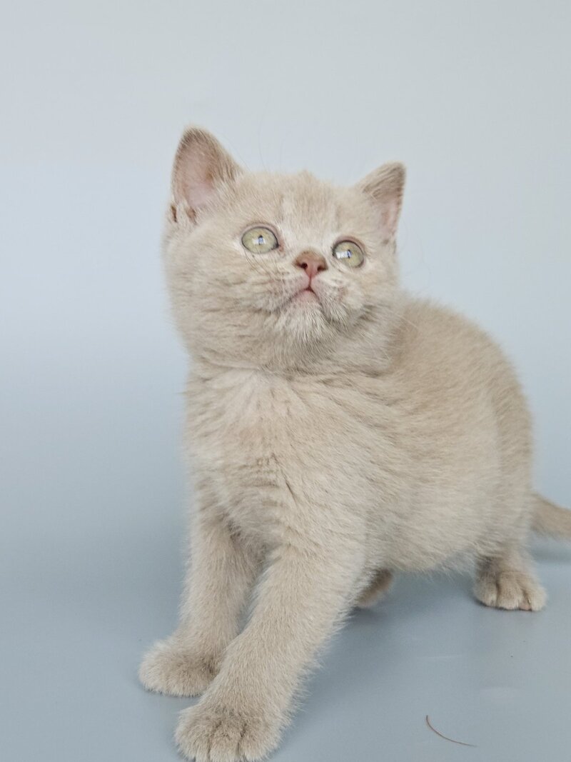 Ami British Shorthair female, fawn