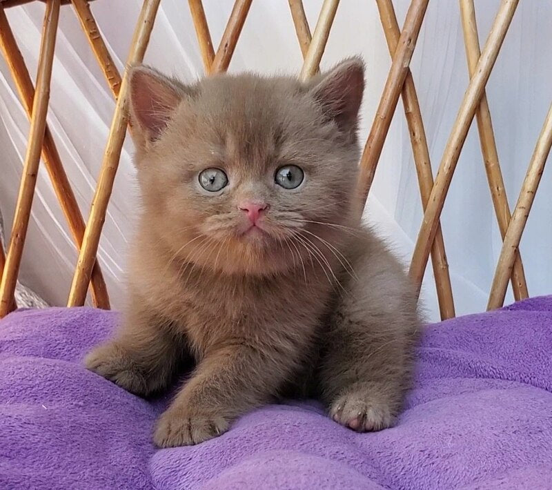 Yara British Shorthair female, cinnamon