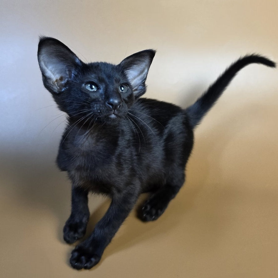 Arya Oriental Shorthair female, black