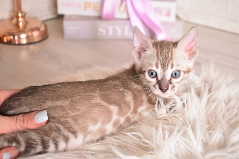 Ponchik Bengal male snow mink charcoal - live animals