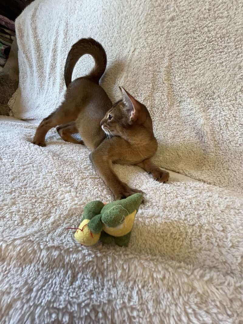 Boomer Abyssinian male black - live animals