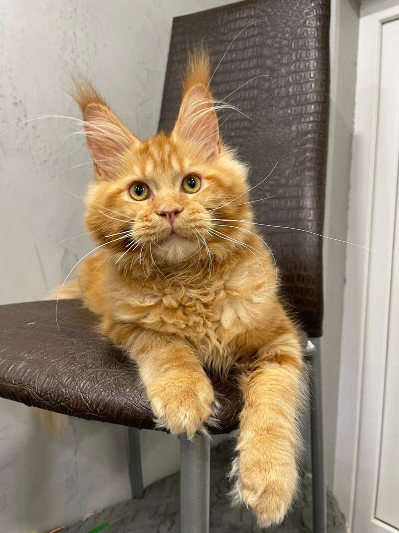 Jaguar Maine Coon male, red