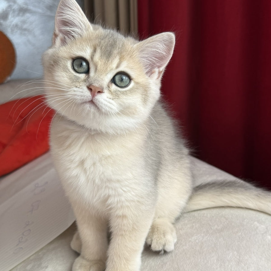Erik Scottish Straight male, blue golden shaded