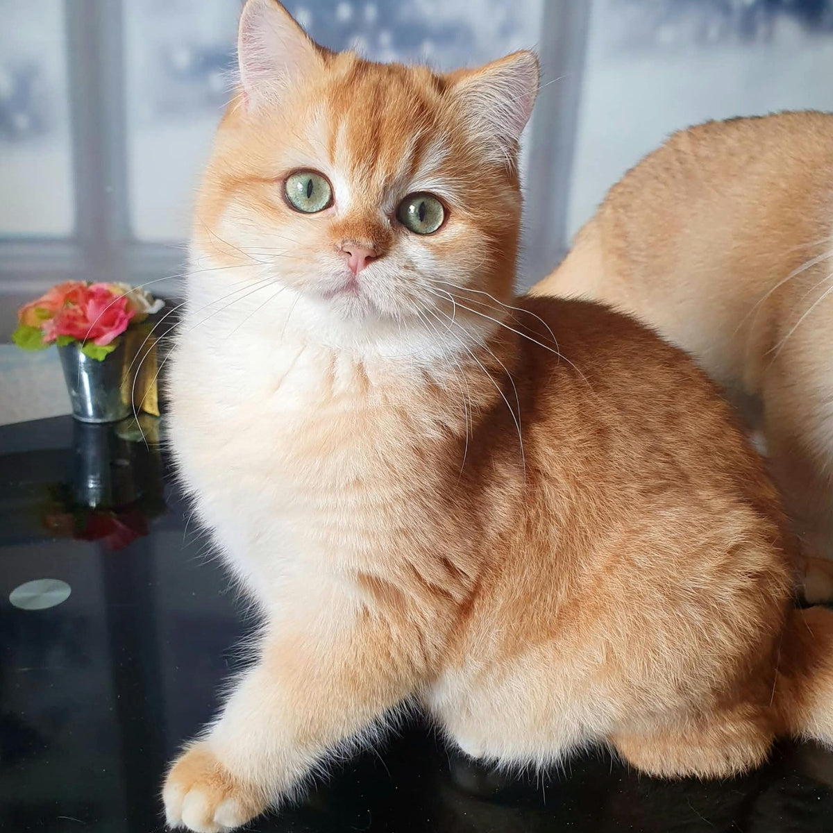 Lyuska British Shorthair female, black golden chinchilla