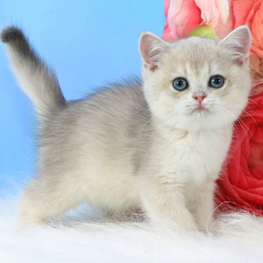 Tair British Shorthair male, blue golden shaded