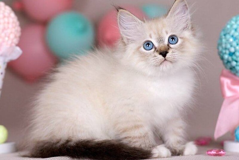 Gloria Siberian female, blue with white tabby