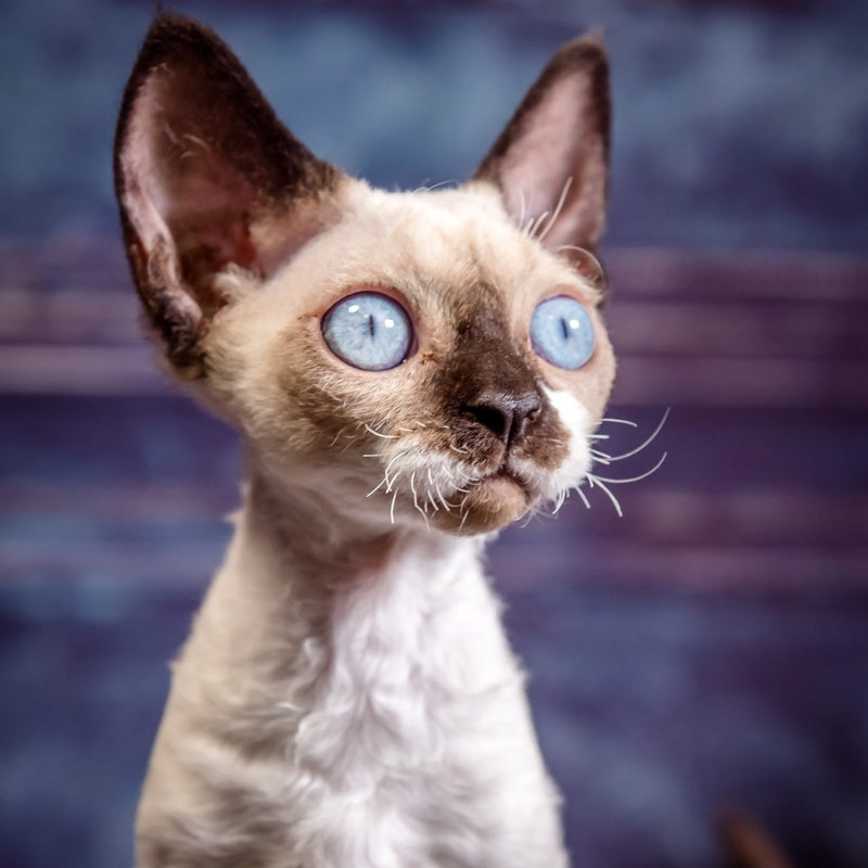 Iriska Devon Rex female, chocolate bicolour pointed