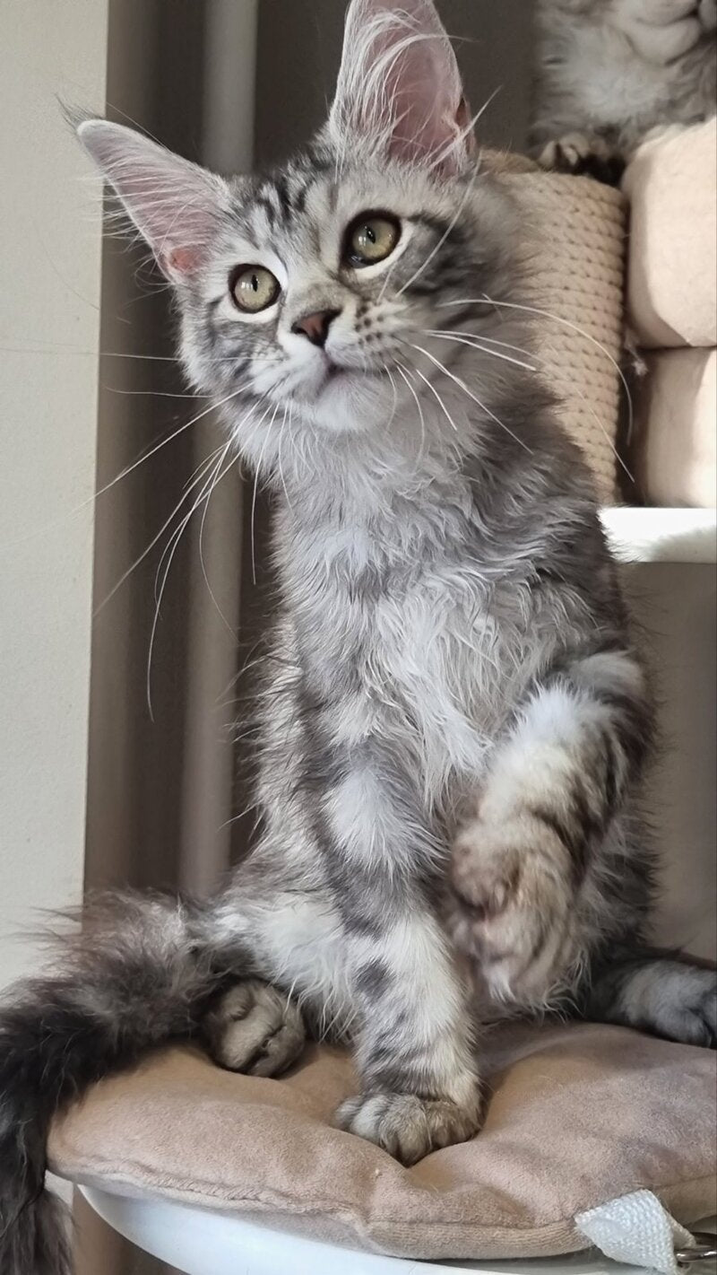 Clinta Maine Coon female black silver tabby - live animals