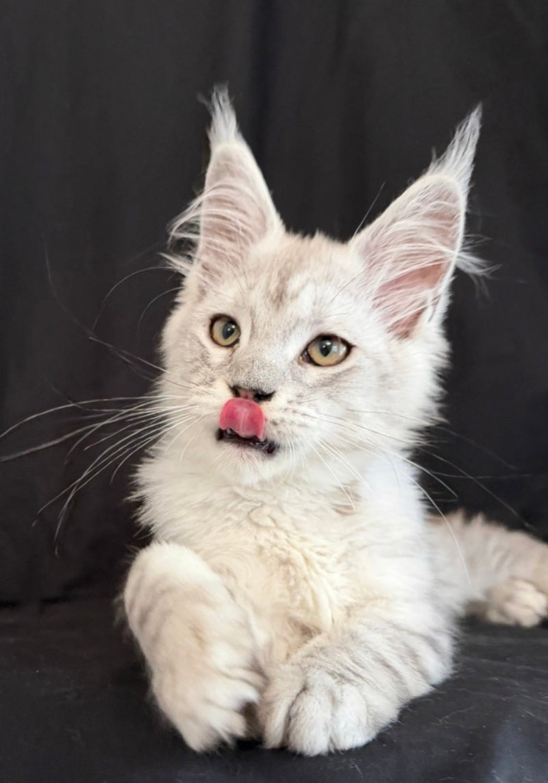 Ximas Maine Coon male, black silver shaded